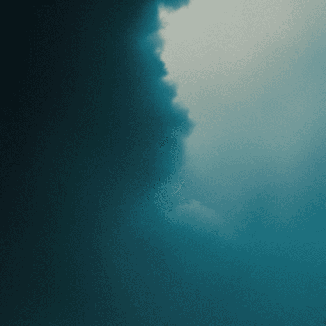 묘목 01